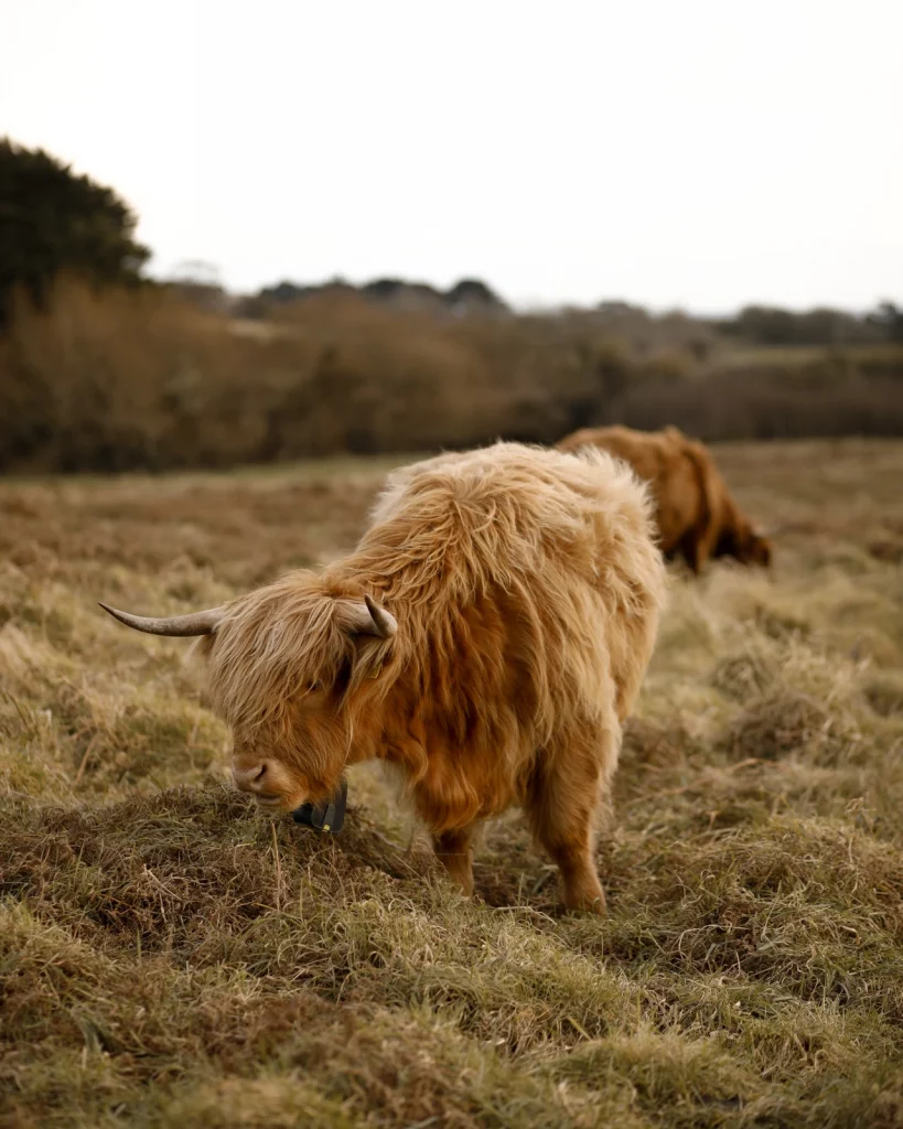 Portrait eines schottischen Hochlandrinds